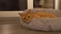 Pension Pour Chat la Félinette