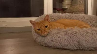 Pension Pour Chat la Félinette