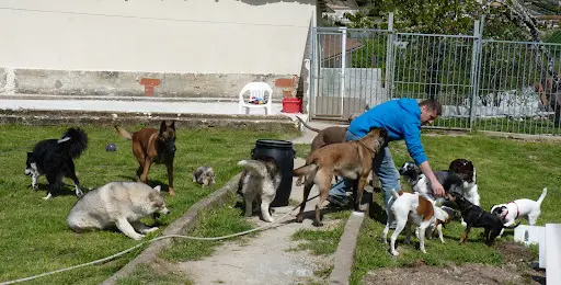 Plaisir Canin Education Canine
