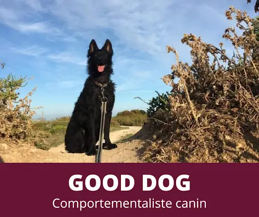 Good Dog Educateur Comportementaliste Canin À la Rochelle