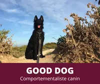Good Dog Educateur Comportementaliste Canin À la Rochelle