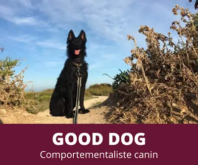 Good Dog Educateur Comportementaliste Canin À la Rochelle