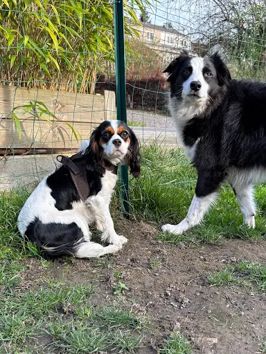 4 Pattes et Une Queue: Educateur Canin - Pension Canine
