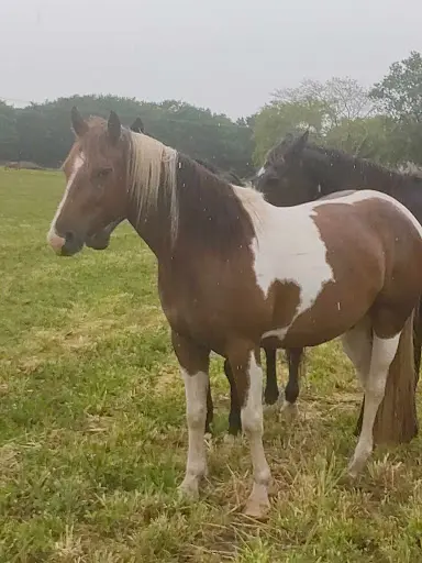 Les Ecuries du Bousquet Pension Pour Chevaux