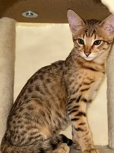 Les Félins de Terenga, Éleveur de Chat Savannah