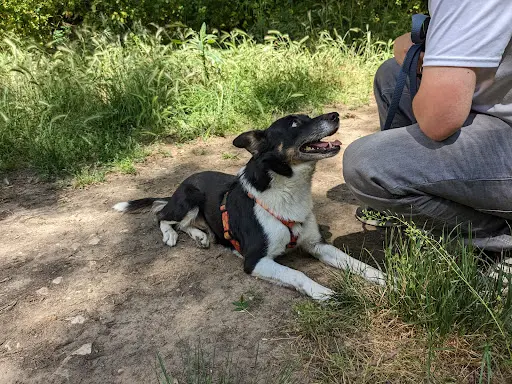 Comme Chien et Maître
