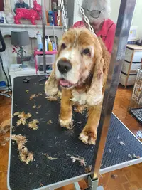 Les Six Os du Chien