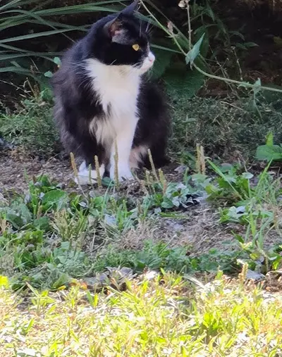 Miss Féline Toilettage