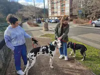 Ami Canin Comportement et Éducation Canine