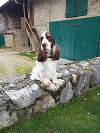Dandy Dog