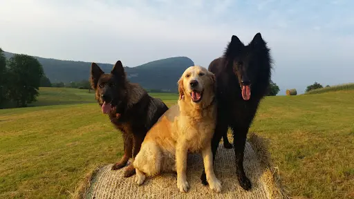Dyade Éducation Canine Annecy - Comportementalistes Canins - Ecole du Chiot - Dressage de Chiens