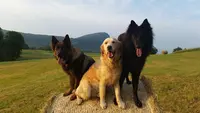 Dyade Éducation Canine Annecy - Comportementalistes Canins - Ecole du Chiot - Dressage de Chiens