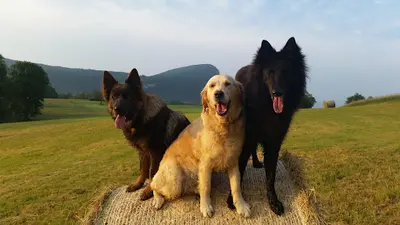 Dyade Éducation Canine Annecy - Comportementalistes Canins - Ecole du Chiot - Dressage de Chiens