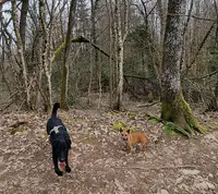 Fawkes Dog