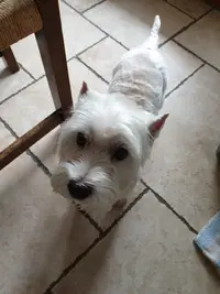 Funny Dog