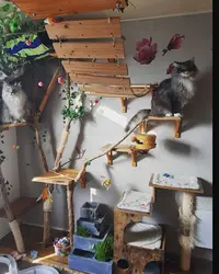 l'Antre Chat, Pension Féline Familiale À Annecy