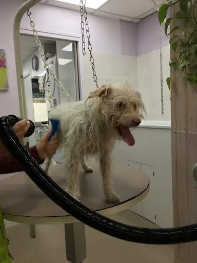 L’atelier Canin By Andréa