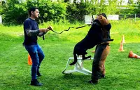 Les Anges Canins