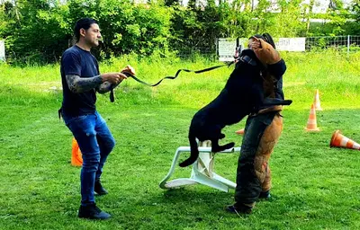 Les Anges Canins