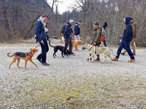 Les Chiens de la Yaute
