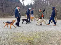 Les Chiens de la Yaute