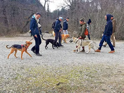 Les Chiens de la Yaute