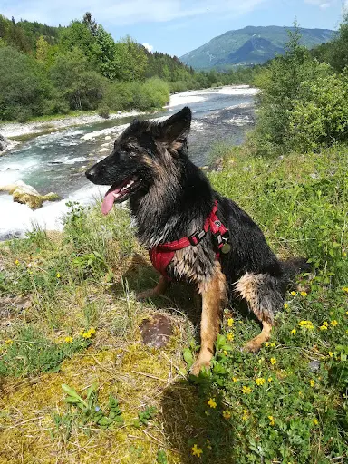 Les Chiens du Lac