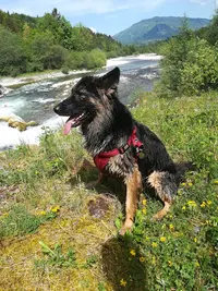 Les Chiens du Lac
