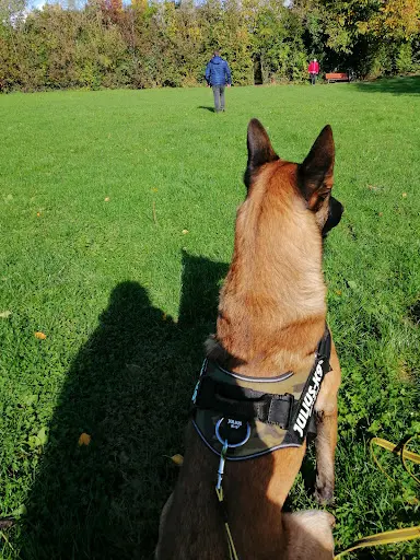 Osmo Z - Educateur Canin Comportementaliste Annecy - Mantrailing - Detection