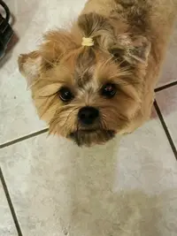 Styl Dog