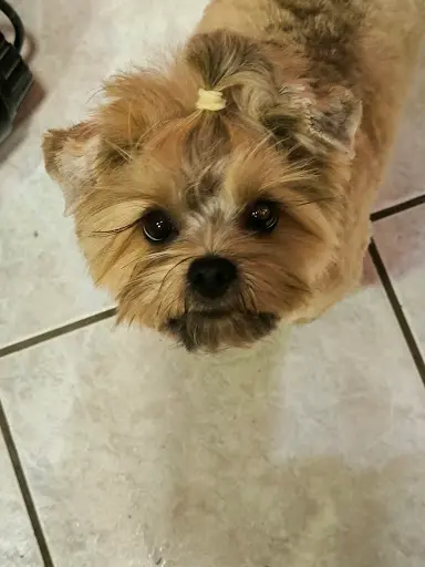Styl Dog