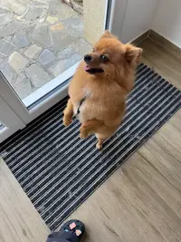Brillance Canine