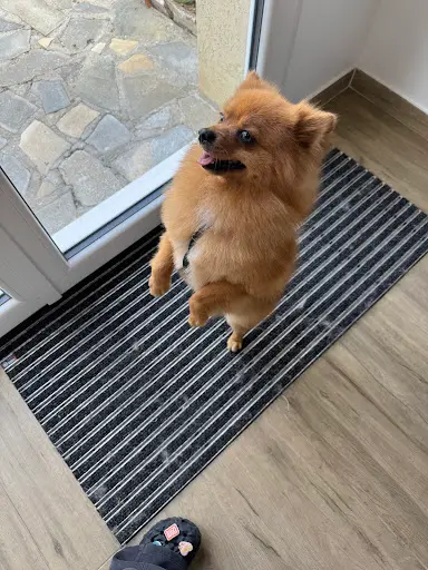 Brillance Canine