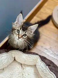 Chatterie des Terres du Nord Maine Coon