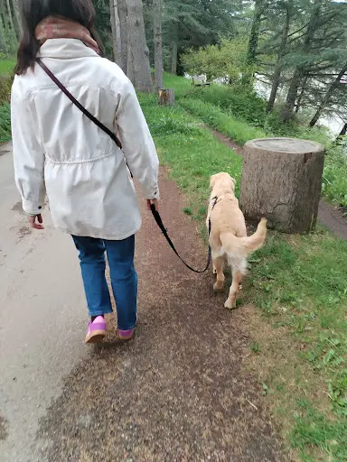 Oc Educ Éducation Canine