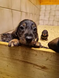 Vom Hundegelaut