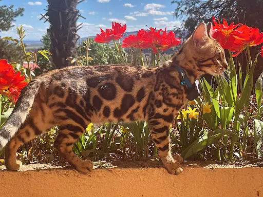 Pierre d'Or Bengal