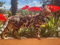 Pierre d'Or Bengal