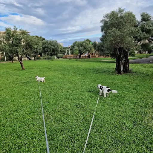 Antibes Dogz