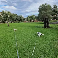 Antibes Dogz