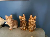 Chatterie d'Idalina