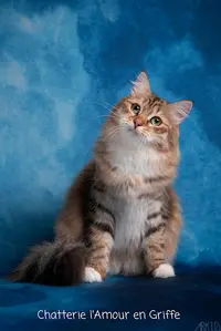 Chatterie l'Amour en Griffe Sibérien Hypoallergénique