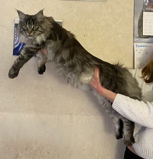Chatterie les Felines Dosmani
