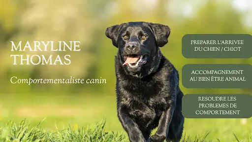 Comportementaliste Canin - Serenitydog Antibes