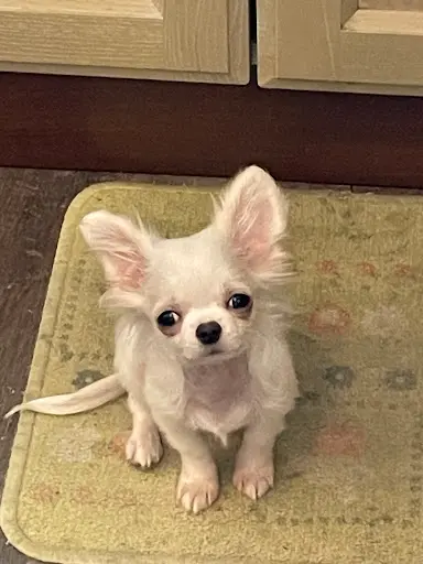 Elevage Chihuahua - des Petits Amours d'Arcadie