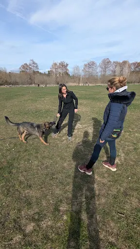 My Gentledog – Éducateur Canin Comportementaliste Antibes