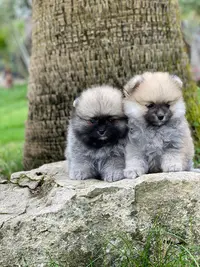 Pompomoflove - Élevage Familial de Pomsky & Poméranian