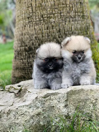 Pompomoflove - Élevage Familial de Pomsky & Poméranian