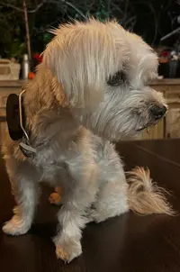 Salon le Chien Bleu