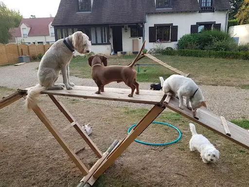 Keep Cool Dog !